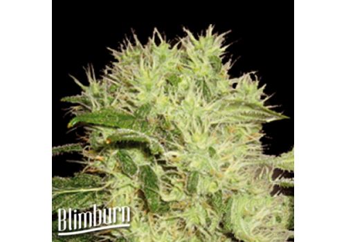 BlimBurn Seeds Dama Blanca