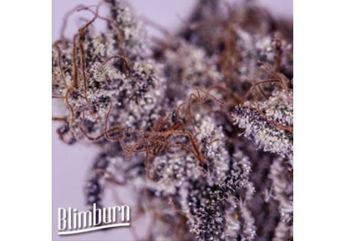BlimBurn Seeds Girl Scout Cookies