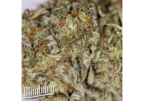 BlimBurn Seeds Granddaddy Purple