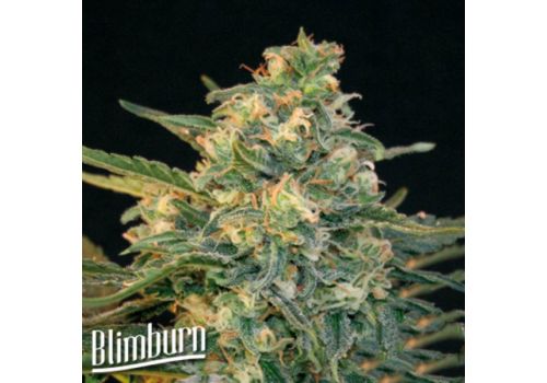 BlimBurn Seeds Guanabana