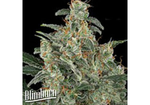BlimBurn Seeds Kabrales Automatic