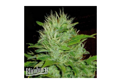 BlimBurn Seeds Mango