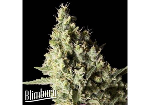 BlimBurn Seeds Narkosis