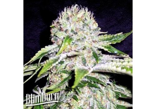 BlimBurn Seeds Northern Automatic