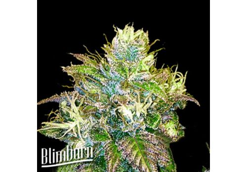 BlimBurn Seeds OG's Kush