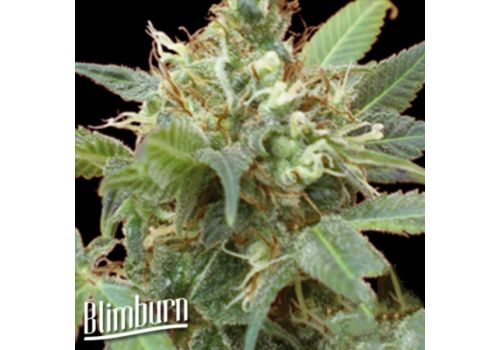 BlimBurn Seeds Tijuana