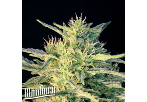 BlimBurn Seeds Wombat