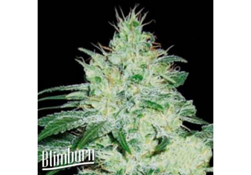 BlimBurn Seeds Orient Automatic