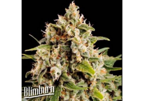 BlimBurn Seeds Orka