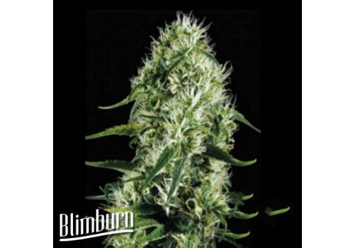 BlimBurn Seeds Silver Surfer Haze