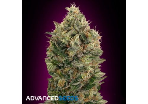 Advanced Seeds AUTO Black Diesel