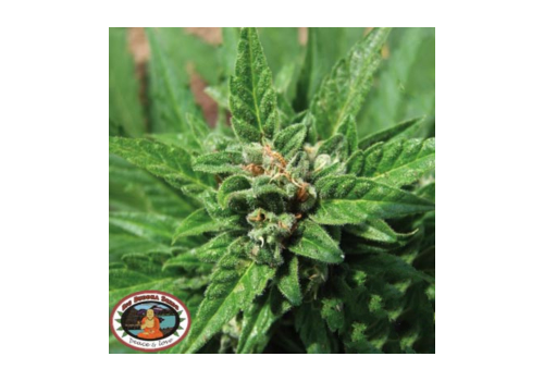 Big Buddha Seeds Automatic