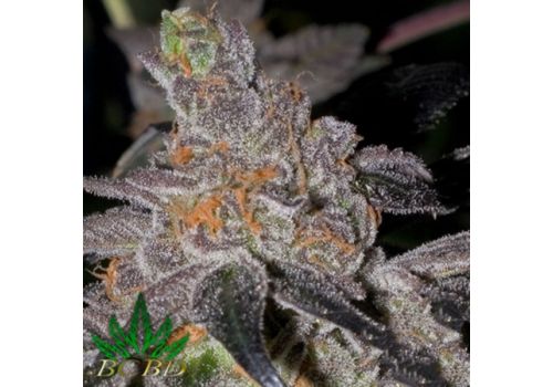 BC Bud Depot Seeds Animal Cookies