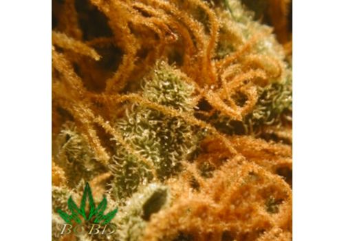 BC Bud Depot Seeds BC Cheese