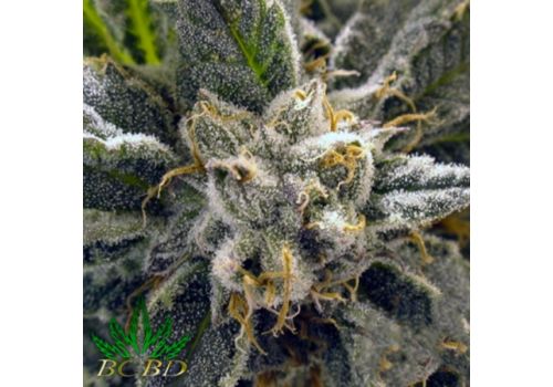 BC Bud Depot Seeds BC God Bud