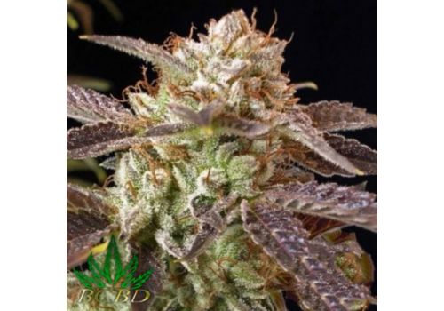 BC Bud Depot Seeds BC Kush