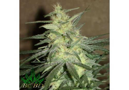 BC Bud Depot Seeds BC Mango