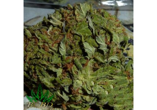 BC Bud Depot Seeds BC Pinewarp