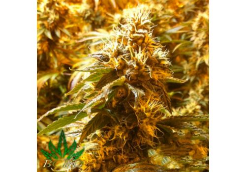 BC Bud Depot Seeds BC Rockstar