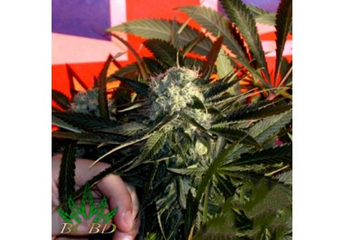 BC Bud Depot Seeds BC Sweet Tooth
