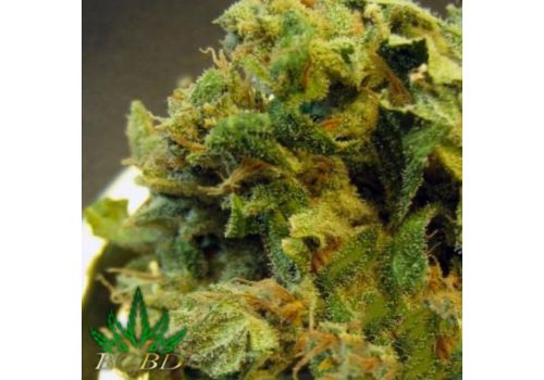 BC Bud Depot Seeds Burmese
