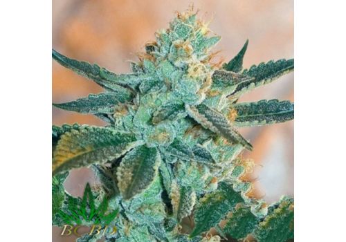 BC Bud Depot Seeds Fire Og BX3
