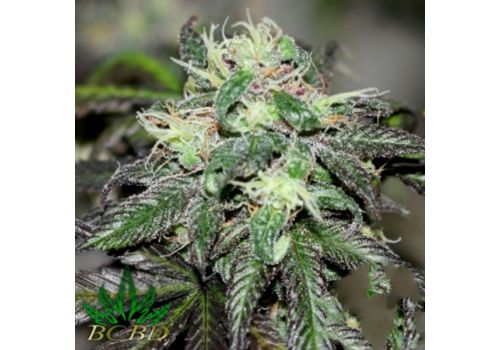 BC Bud Depot Seeds Purple Buddha