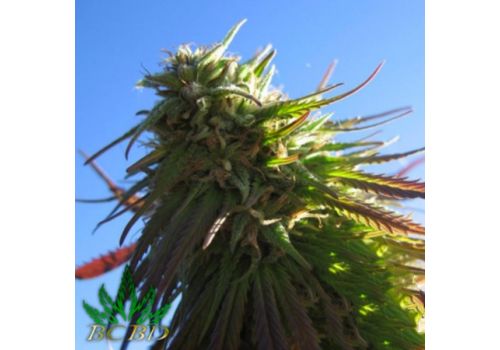 BC Bud Depot Seeds Texada Timewarp
