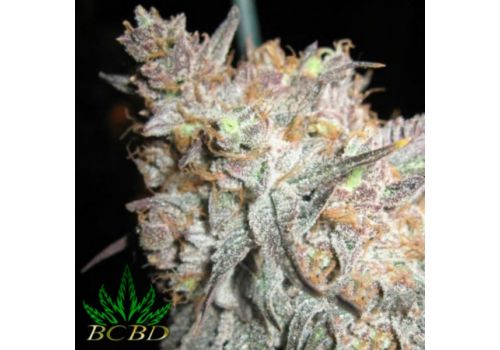 BC Bud Depot Seeds The Black