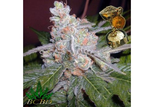 BC Bud Depot Seeds The Purps