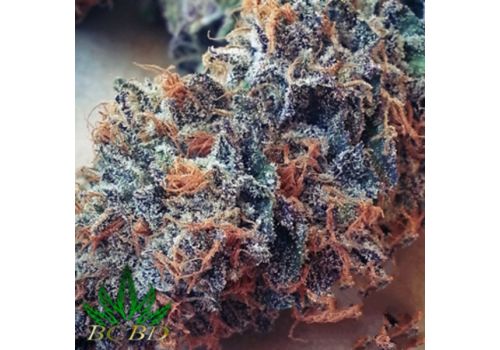 BC Bud Depot Seeds Ultimate Purple