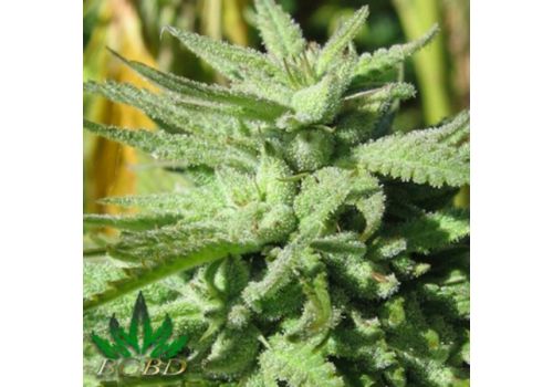 BC Bud Depot Seeds BC Hash Plant