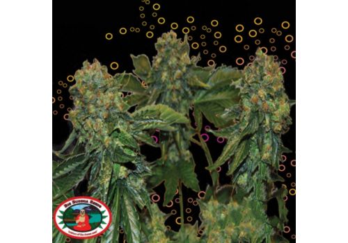 Big Buddha Seeds AUTO Sour Chiesel