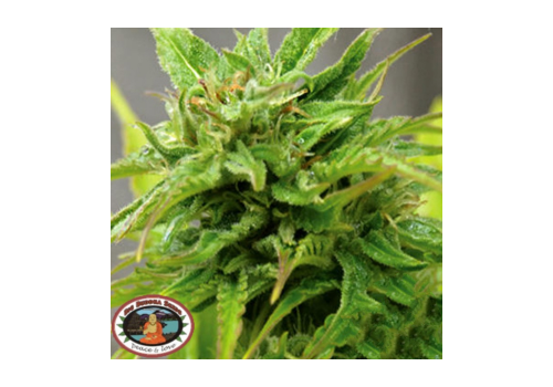 Big Buddha Seeds AUTO Cheese