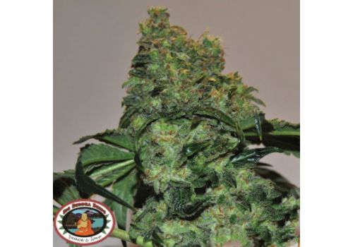 Big Buddha Seeds AUTO Chiesel