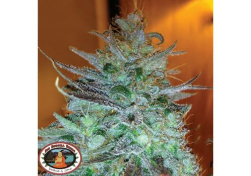 Big Buddha Seeds Sour Chiesel