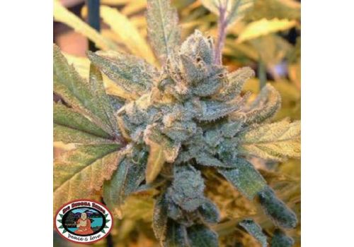 Big Buddha Seeds Blue Cheese