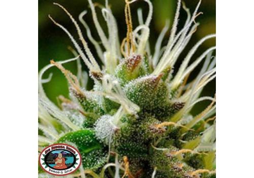 Big Buddha Seeds Bubble Cheese