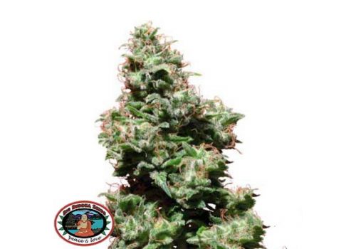 Big Buddha Seeds The Kali