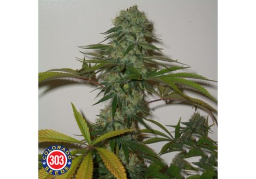 303 Seeds Bio-Diesel Bx2