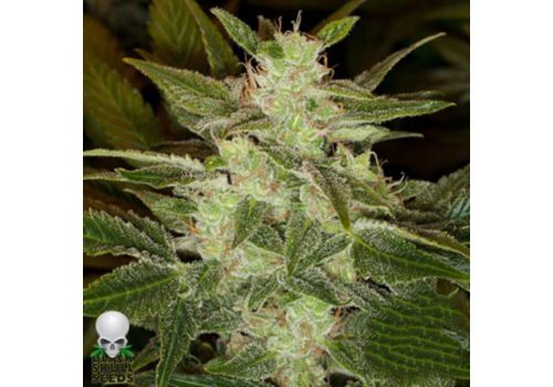 Black Skull Seeds Auto Speed Haze