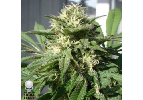 Black Skull Seeds Bubble Bud