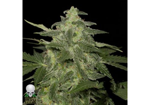 Black Skull Seeds Auto Diesel-Matic