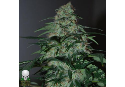 Black Skull Seeds Five-o