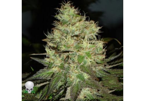 Black Skull Seeds Jack Herer