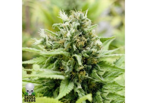 Black Skull Seeds Auto Jack-Matic
