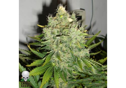 Black Skull Seeds Pepperjack Haze
