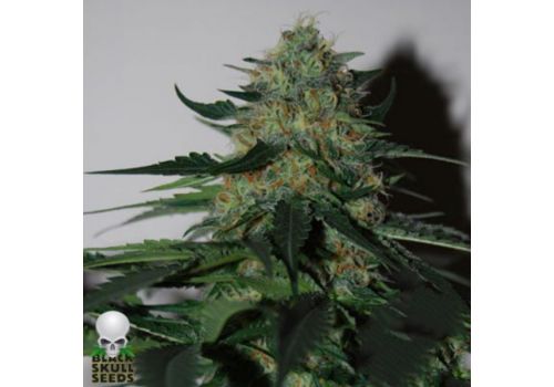 Black Skull Seeds Pineapple Gum