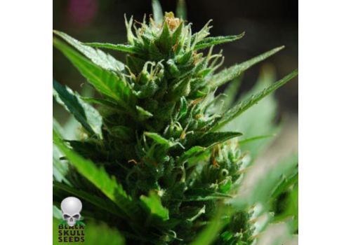 Black Skull Seeds Auto Skull Ryder