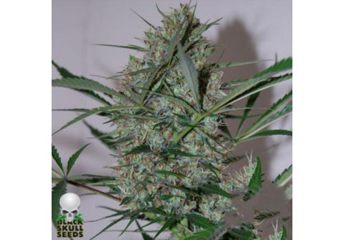 Black Skull Seeds Speed Haze